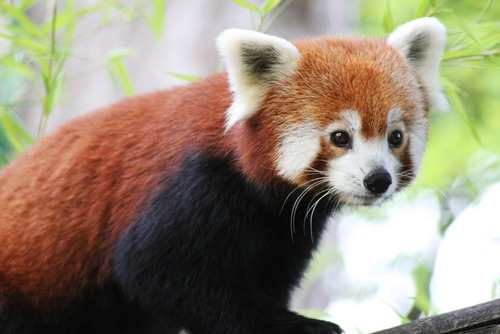 Commençons facile, où vit le panda roux ou petit panda ?