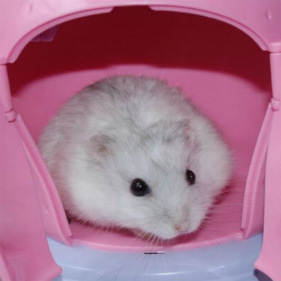 Les hamsters sont du genre: