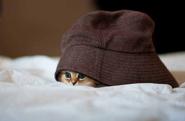 Si un rapace nocturne comporte un nom composé avec le mot chat, comment s'appelle-t-il ?