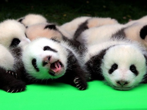 En moyenne, combien un panda a d'enfants ?