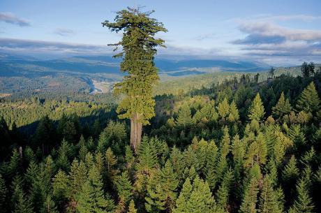 Comment s'appelle l'arbre le plus grand du monde ?