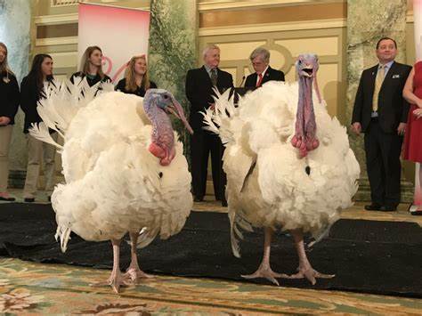 What's the name of the two turkeys in 2023 ?