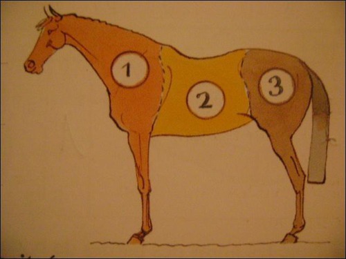 Comment s'appellent les trois parties du cheval ?