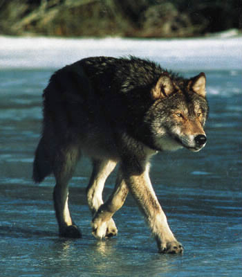 Quel est le nom latin du loup ?