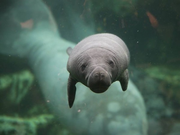 A la naissance, le petit dugong pèse :