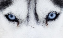 Quel animal se cache derrière ce regard bleu ?