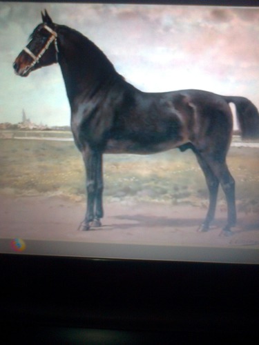 De quelle race est ce cheval ?