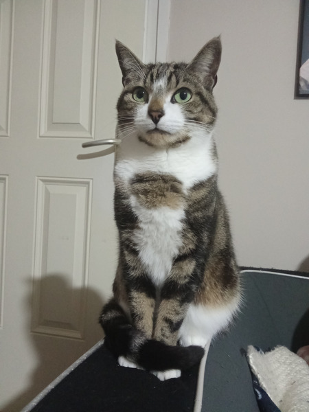 Dans quelle langue le mot "Chat" se dit et s'écrit : "Gatto" ?