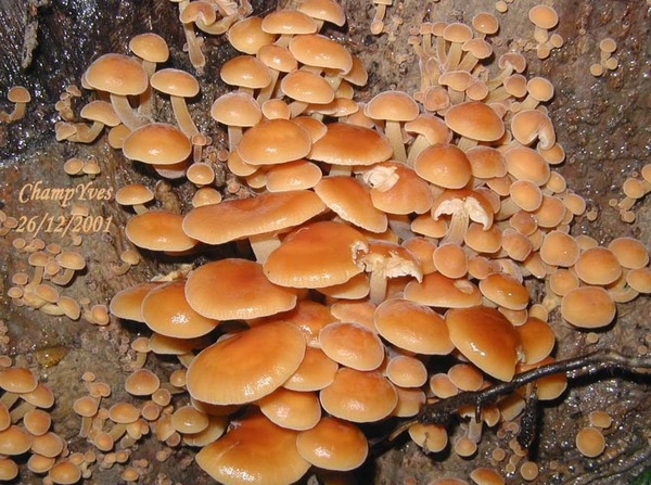Quel est ce champignon ?