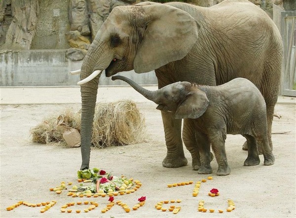 L'éléphante est celle qui à le temps de gestation le plus long, mais combien ? des mammifères ?