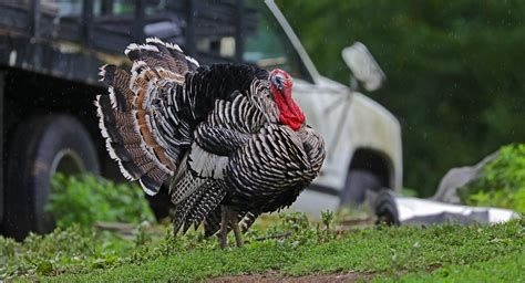 Where do Biden's turkeys go before the pardon ceremony ?