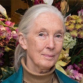 Vrai ou faux ? Jane Goodall a profondément modifié notre compréhension du monde animal.