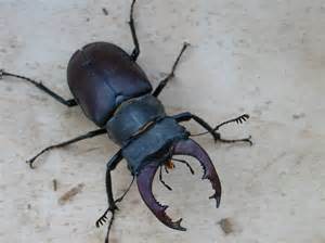Comment appelle-t-on ce scarabée ?