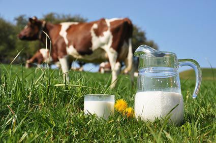 Combien de litres de lait donne une vache par jour ?