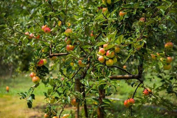 De quel arbre connaît-on à ce jour plus de 20 000 variétés de fruits ?