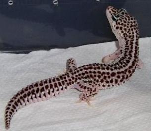Quelle est la phase de ce gecko léopard ?