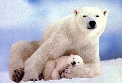 Qui est le petit d'un ours polaire ?