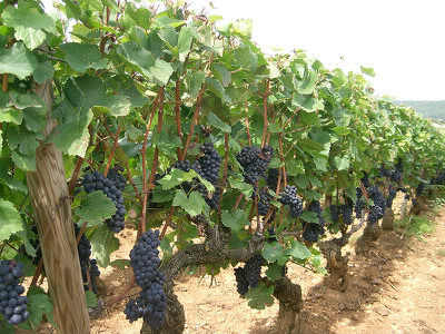 Le Passetougrain résulte de l'assemblage de deux cépages Pinot noir et Gamay.