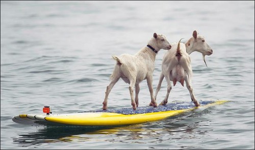 Combien y a-t-il de chèvres faisant du surf ?