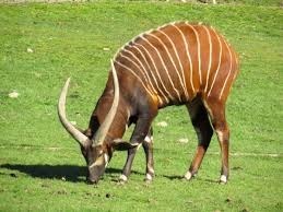 Cette grande antilope vivant dans les forêts tropicales d'Afrique centrale possède un pelage rayé et des cornes en spirale...