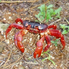 Vrai ou faux. En Australie, des dizaines de millions de crabes rouges quittent les montagnes pour pondre leurs œufs dans la mer.