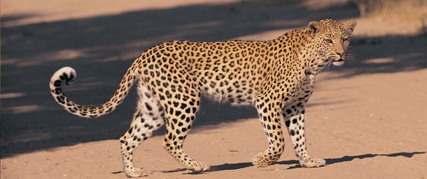 Lors d'un sprint, la vitesse du léopard atteint ...