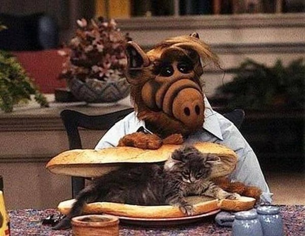 Qu’est-ce que l’extraterrestre Alf a toujours envie de manger ?