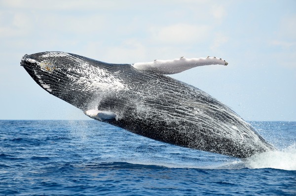 Quels sont le poids et la taille moyenne d'une baleine adulte ?