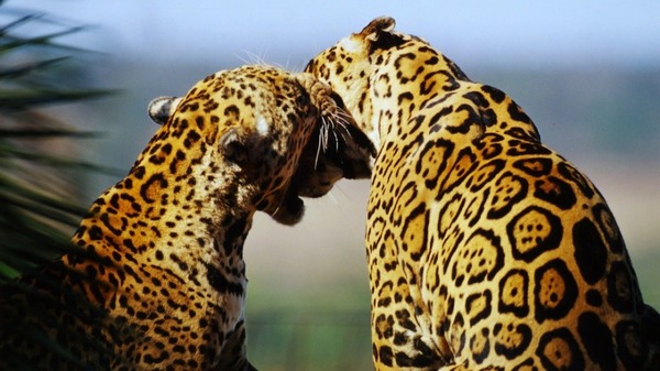 On trouve le léopard, comme celui de la photo, en Afrique et en Asie !