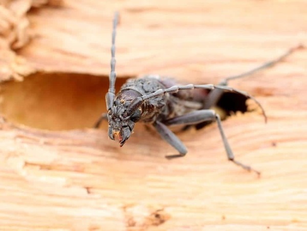 Qu'est-ce qu'un insecte xylophage ?