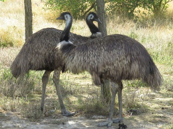Comment la femelle émeu, un oiseau australien de 2 m de haut sélectionne t-elle son partenaire ?