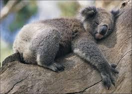 Par jour, combien de temps le koala dort-il ?