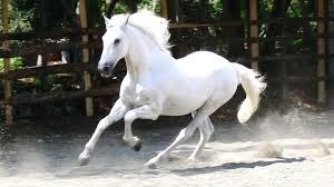 De quelle couleur est ce cheval ?