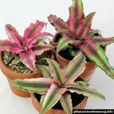 Donnez le nom usuel de cette plante :