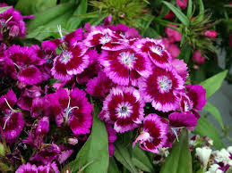 Donnez le nom usuel, le nom botanique et la famille de cette fleur ?