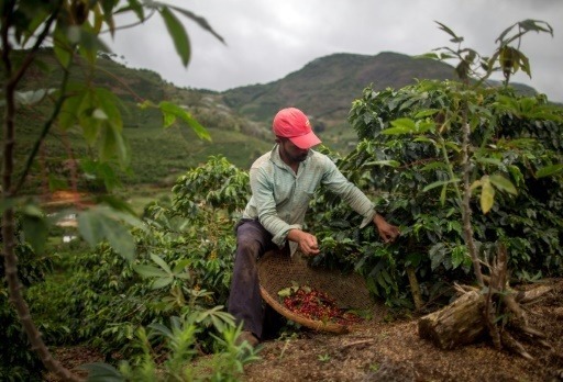 Quel pays est le plus grand producteur de café d’Amérique du Sud ?