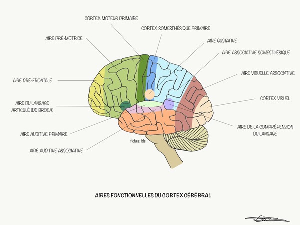 Comment s’appelle la couche grise qui entoure notre cerveau ?
