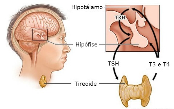 7)	Qual hormônio que estimula a tireoide através do mecanismo de feedback?