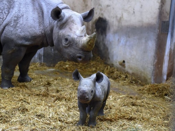 Pour la première fois en France, un bébé rhinocéros noir est né viable en 2019. Dans quel zoo cet événement extraordinaire s’est-il produit ?