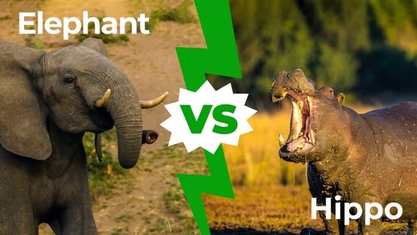 Lequel de ces deux animaux pèse le plus lourd : l'hippopotame ou l'éléphant ?