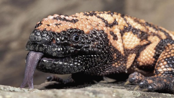 Une particularité, ce reptile est venimeux !