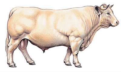 Quel est le poids moyen d'une vache ?