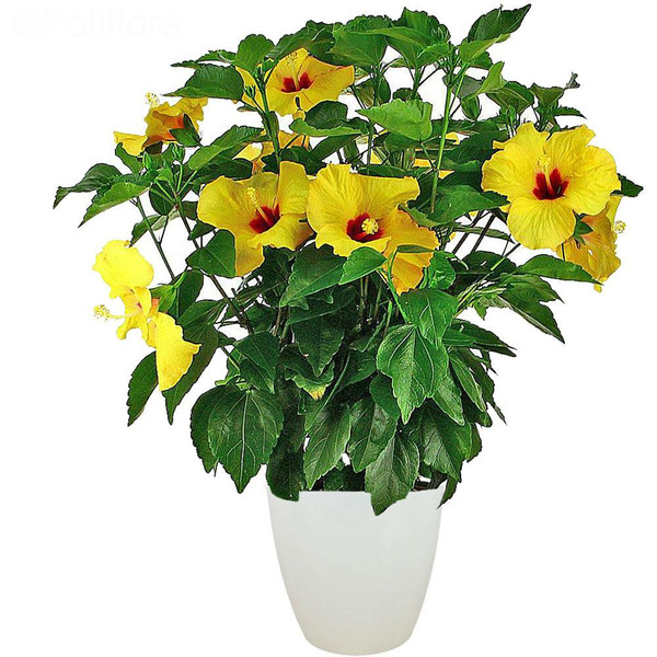 Donnez le nom usuel, le nom botanique et la famille de cette plante ?