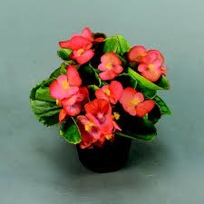 Donnez le nom usuel de cette plante :