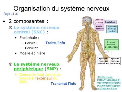 Et enfin,que peux-tu dire sur la différence entre les systèmes nerveux autonomes et somatiques ?