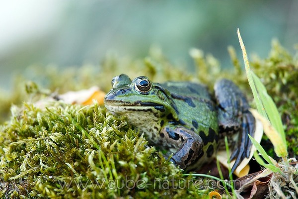 Que consomment les grenouilles et crapauds utiles au jardinier bio ?