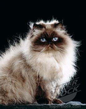 Ce chat au museau aplati est un...