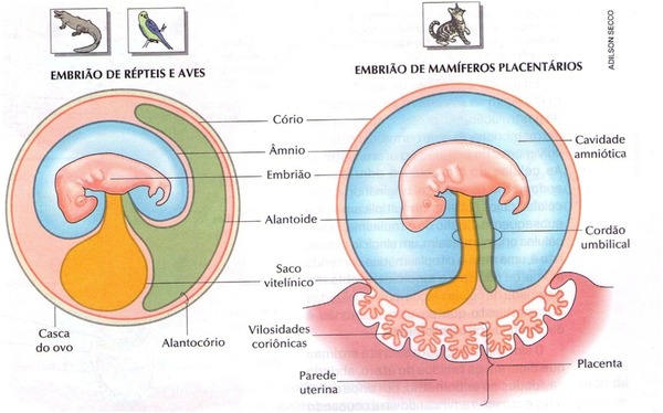 Como são chamados os animais, onde o embrião se desenvolve dentro do ovo, que permanece no interior do corpo da fêmea?