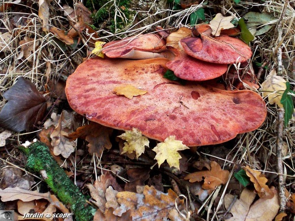 Champignon comestible brun-rouge poussant généralement dans les cavités de certains arbres. Aussi appelé fistuline hépatique.