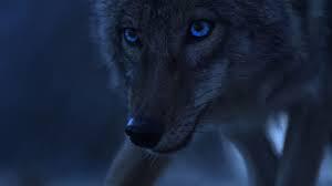 Les yeux d'un coyote-garou sont-ils forcément bleus ?